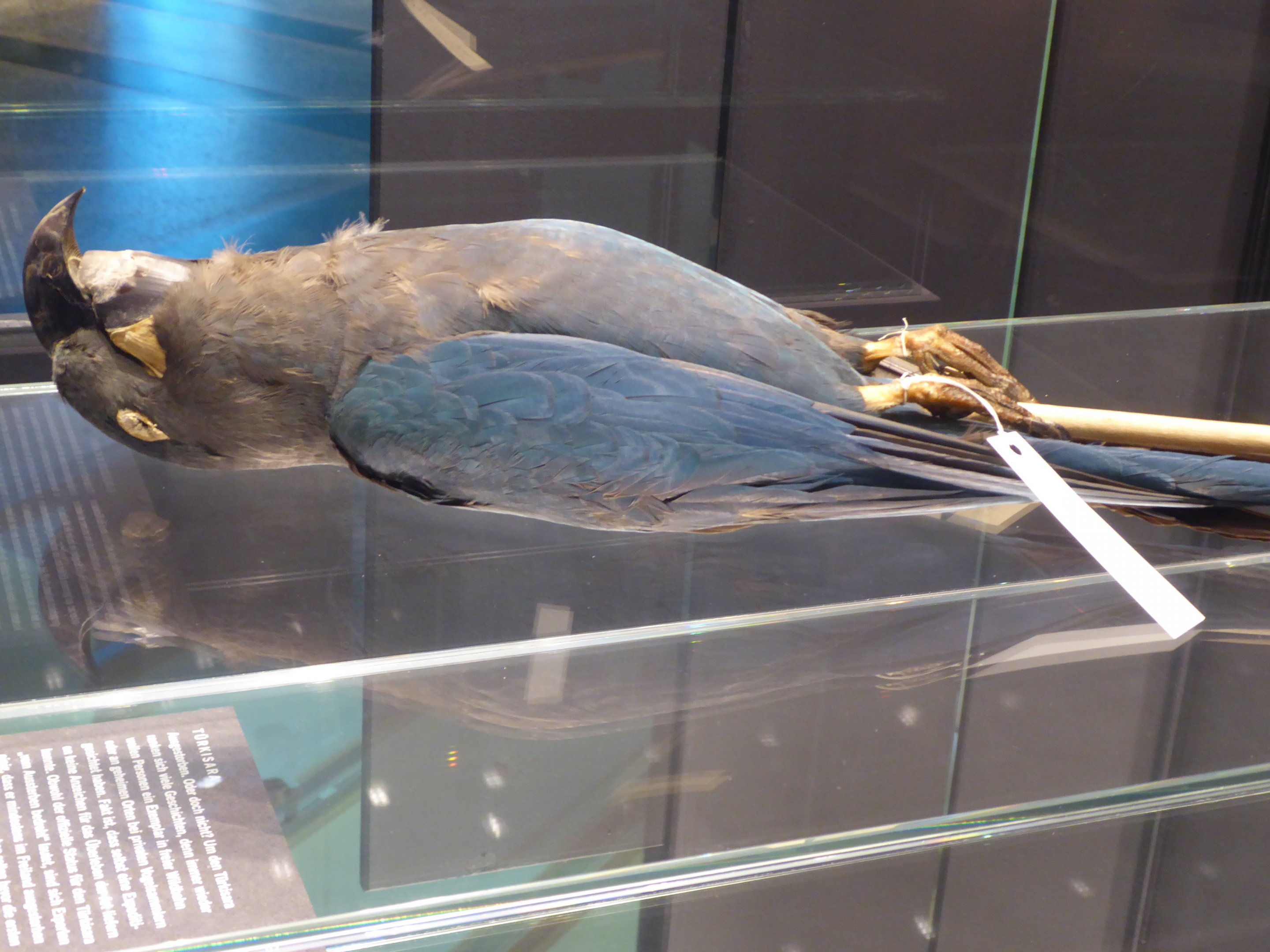 Glaucous Macaw (Anodorhynchus glaucus) study skin - an individual which died at Zoo Berlin in 1911.