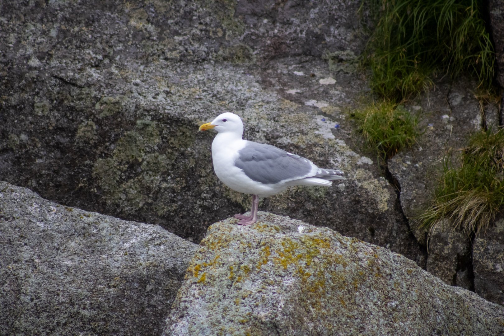 Glaucous-winged Gull - Alaska