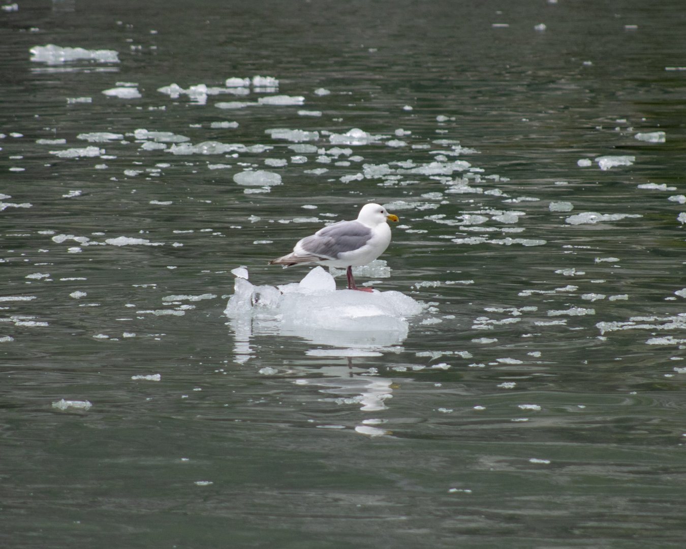 Glaucous-winged Gull - Alaska