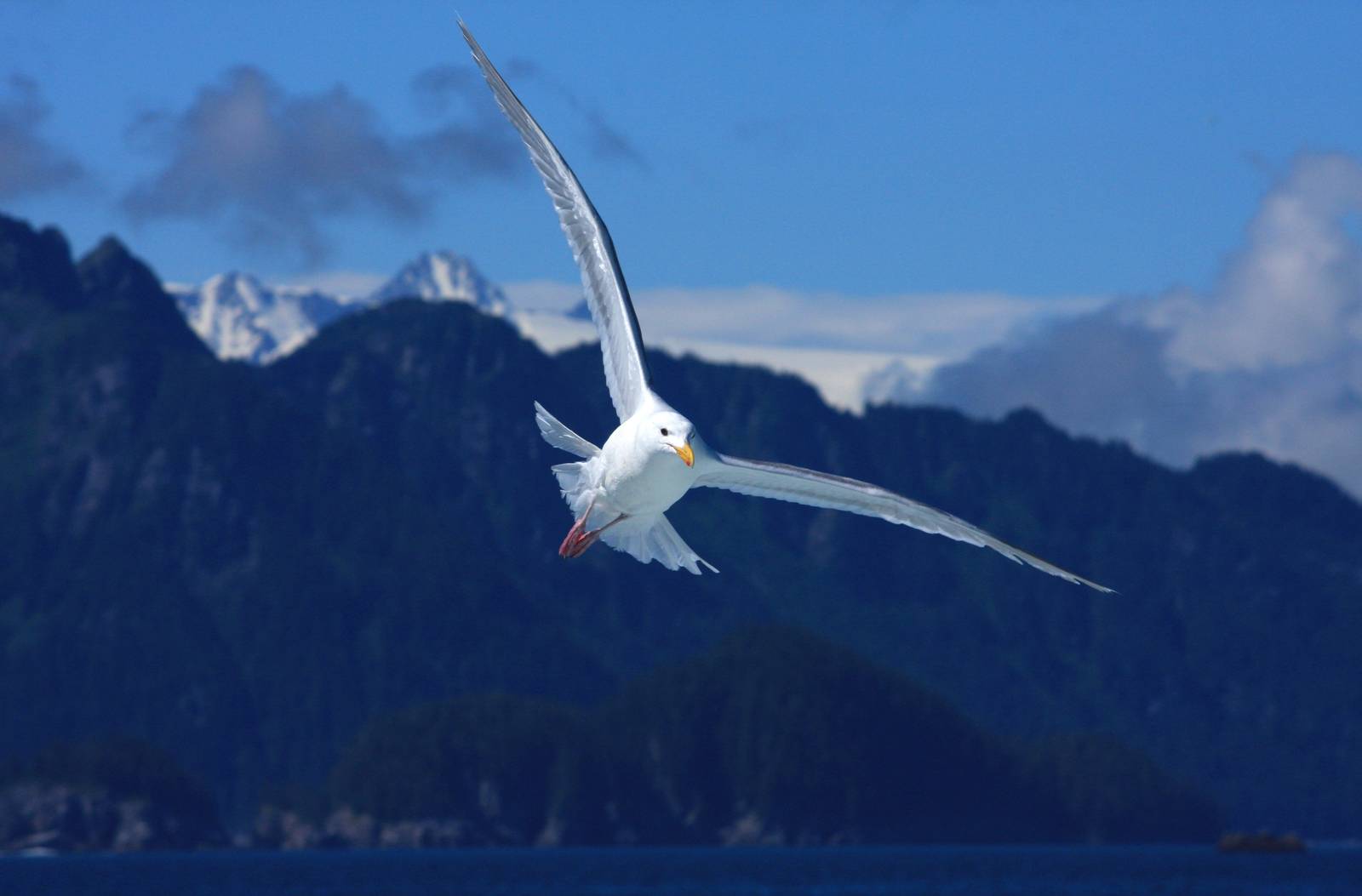 Glaucous Winged Gull off Kenai Fjords NP - Alaska