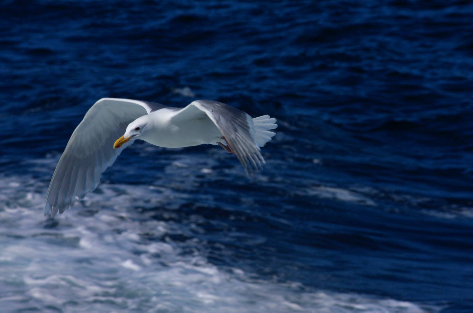 Glaucous Winged Gull off Kenai Fjords NP - Alaska