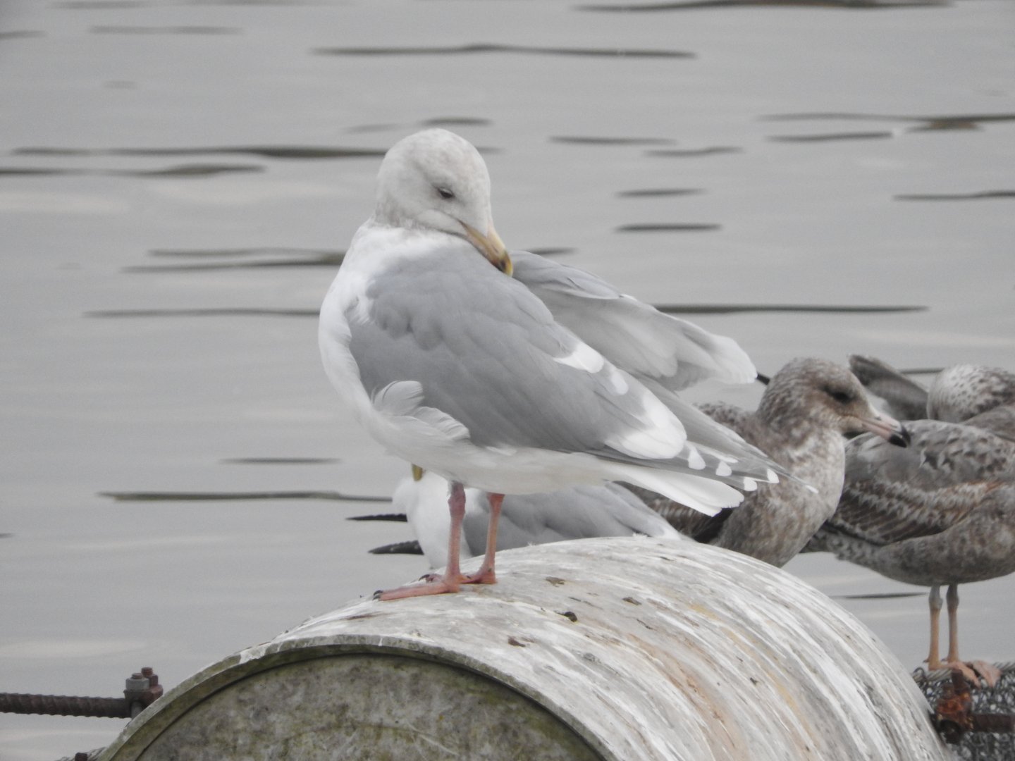 Glaucous-winged Gull