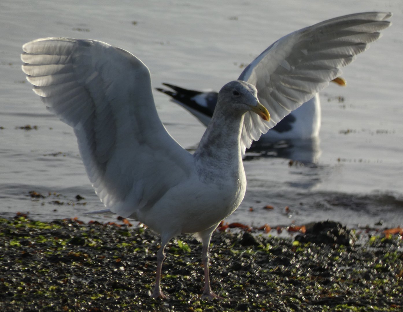 Glaucous winged gull