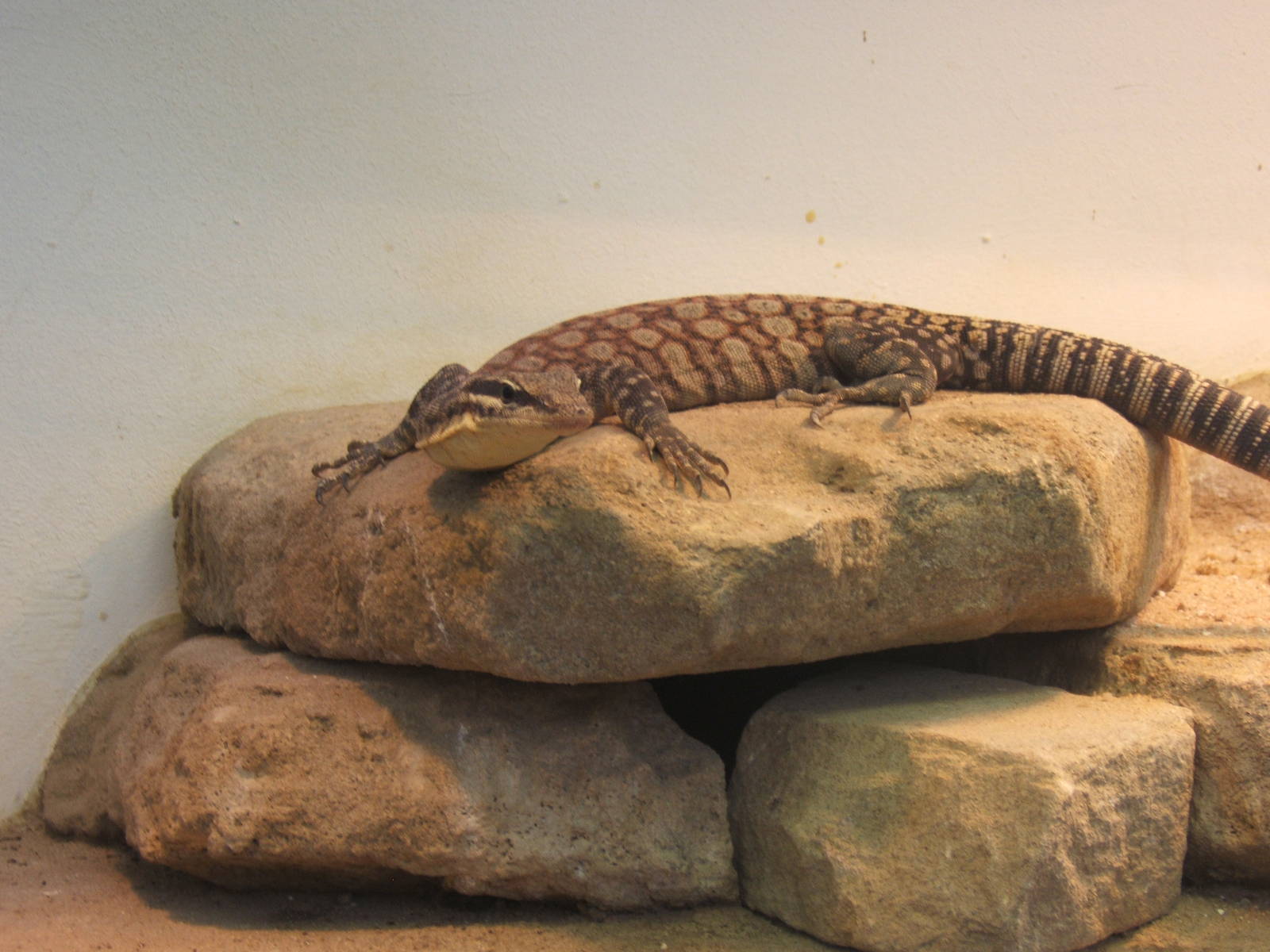 Glauerts Goanna
