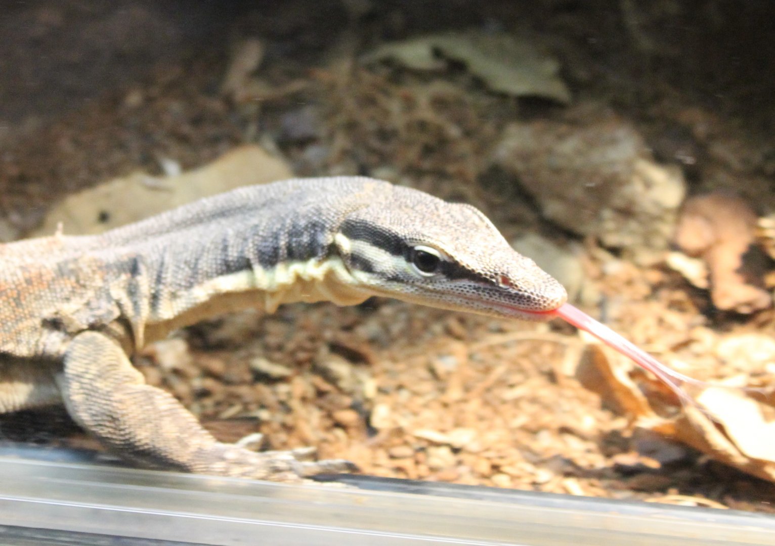 Glauert's monitor - Varanus glauerti
