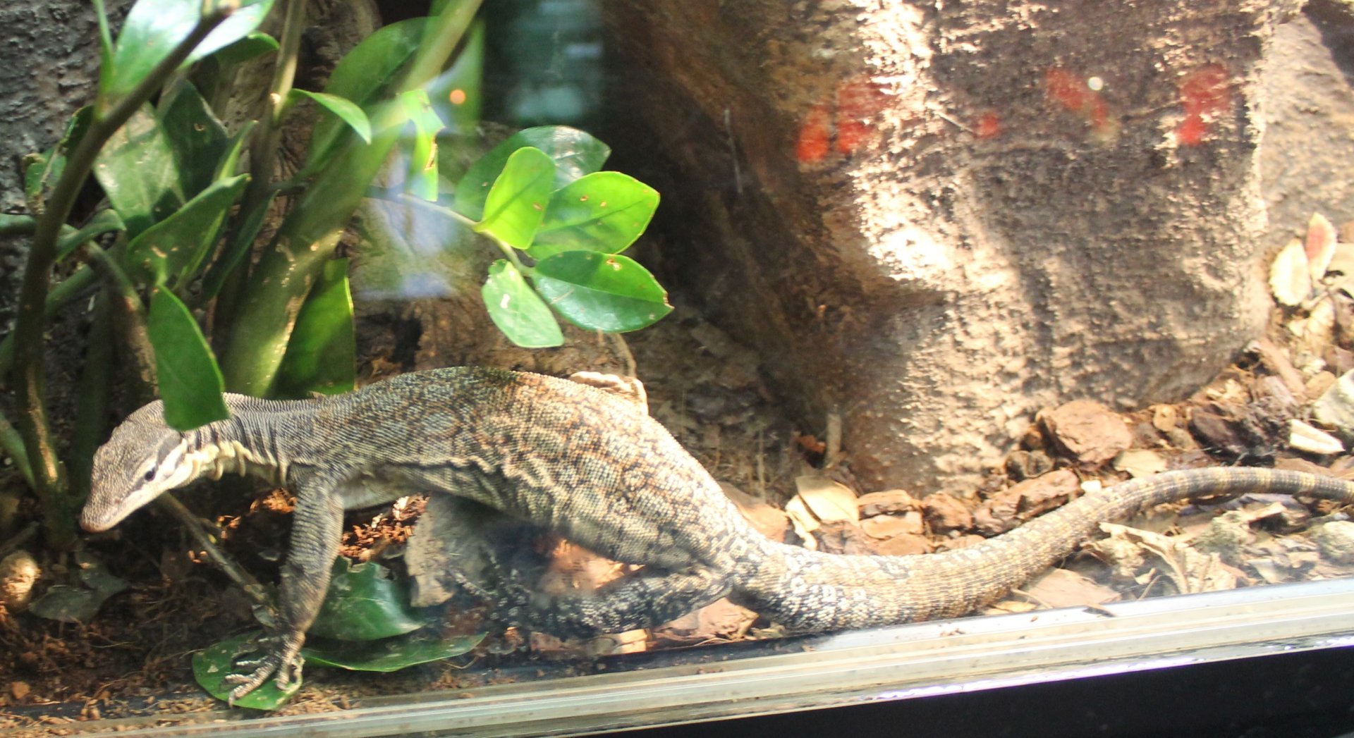 Glauert's monitor - Varanus glauerti