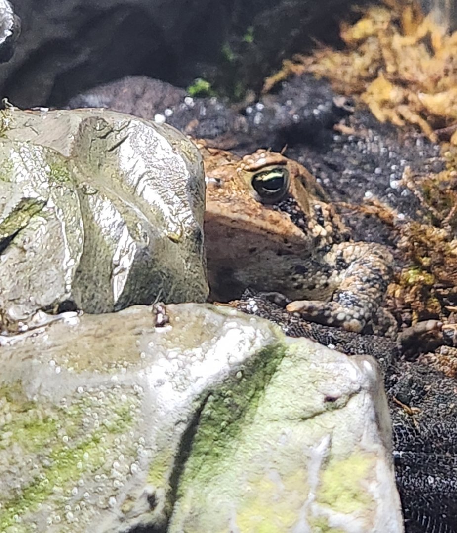 Glen Echo Park Aquarium - American Toad