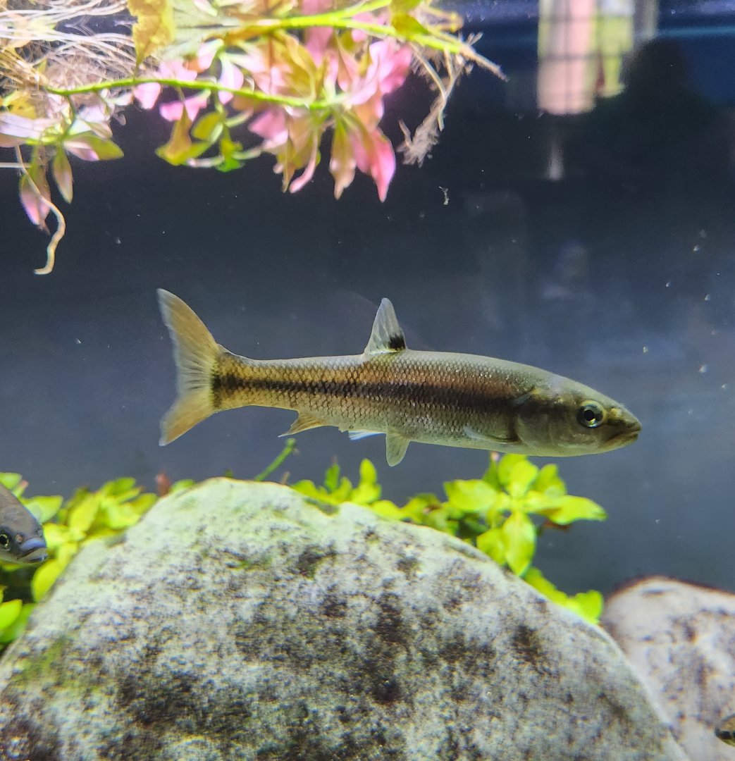 Glen Echo Park Aquarium - Blacknose Dace