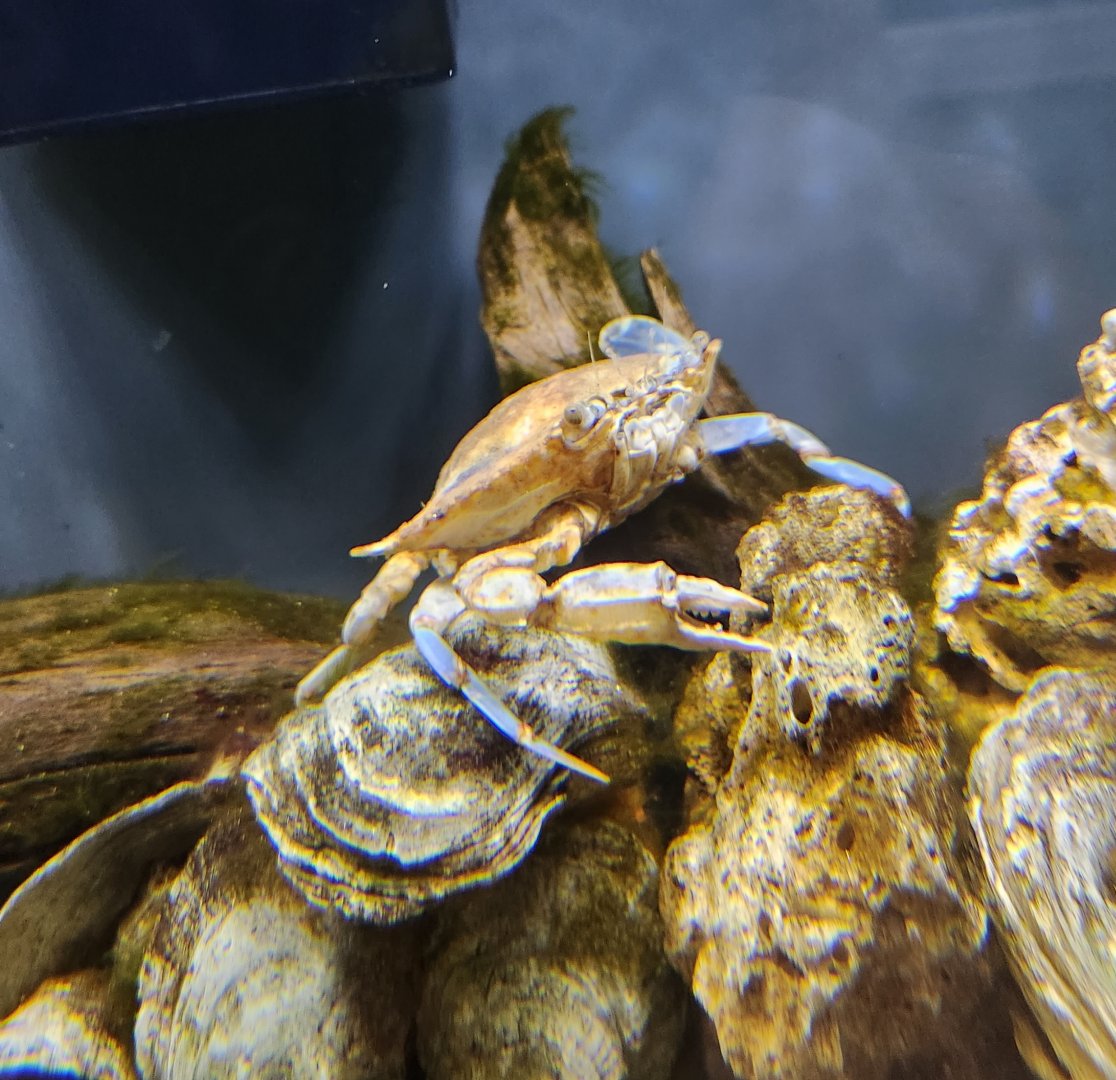 Glen Echo Park Aquarium - Callinectes sapidus