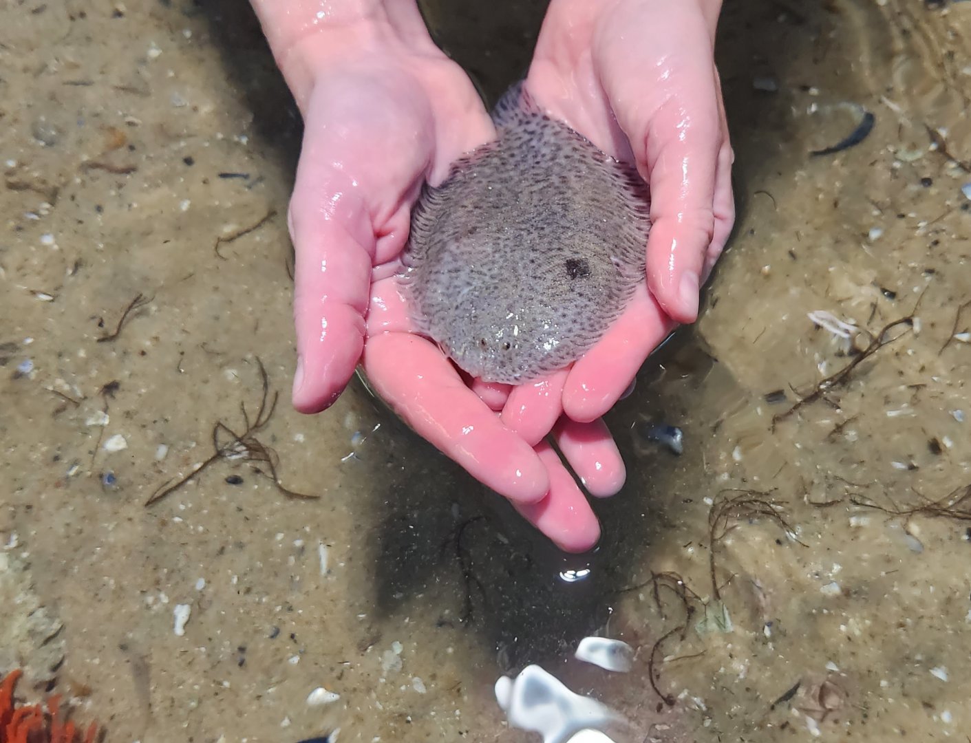 Glen Echo Park Aquarium - Hogchoker (touch tank)
