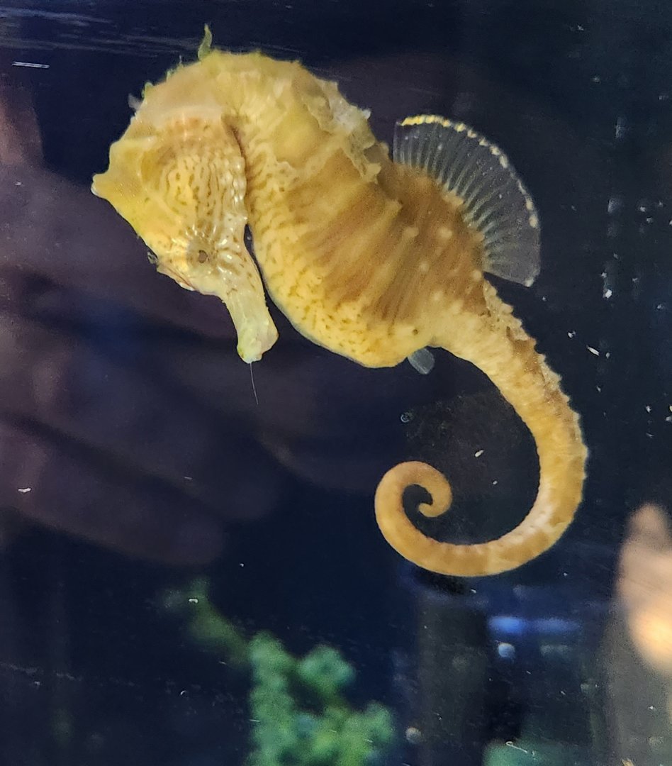 Glen Echo Park Aquarium - Lined Seahorse