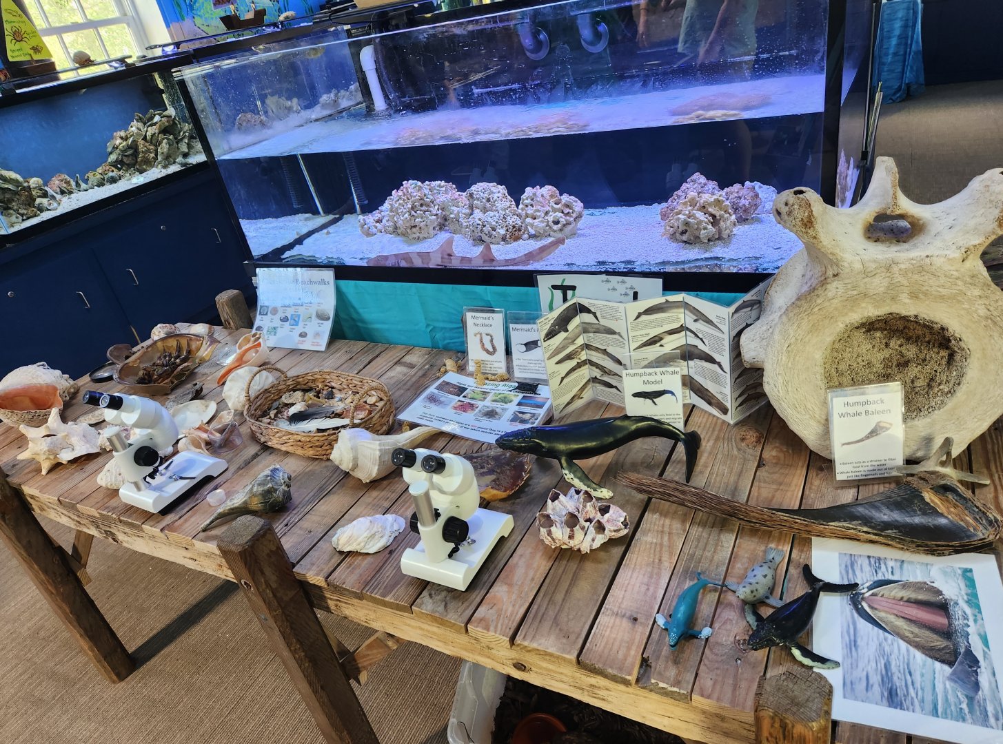Glen Echo Park Aquarium - Ocean exhibit table
