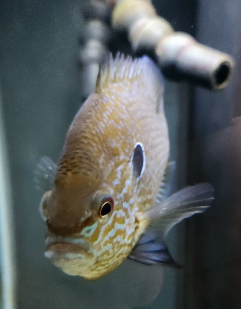 Glen Echo Park Aquarium - Pumpkinseed