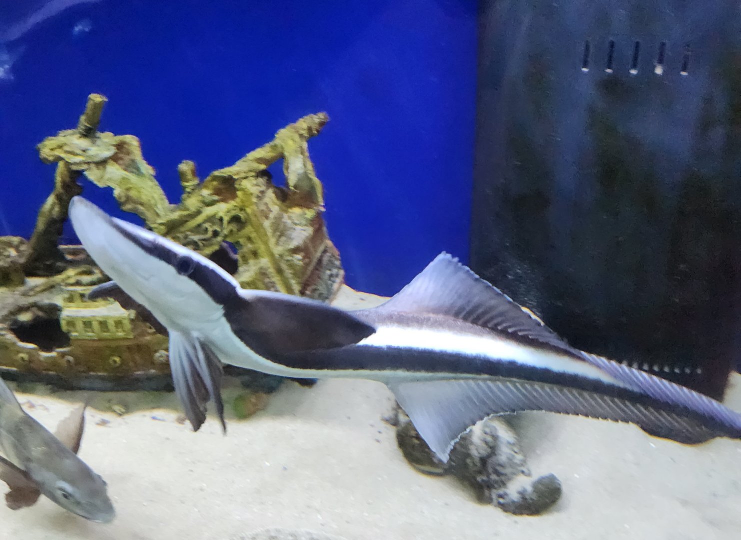 Glen Echo Park Aquarium - Remora
