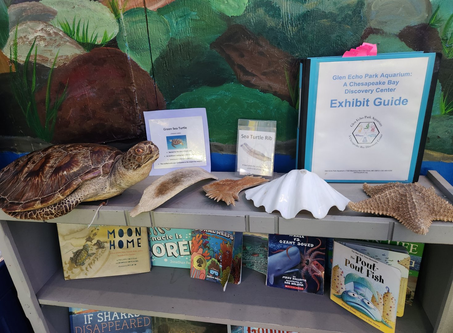 Glen Echo Park Aquarium - Sea turtle displays