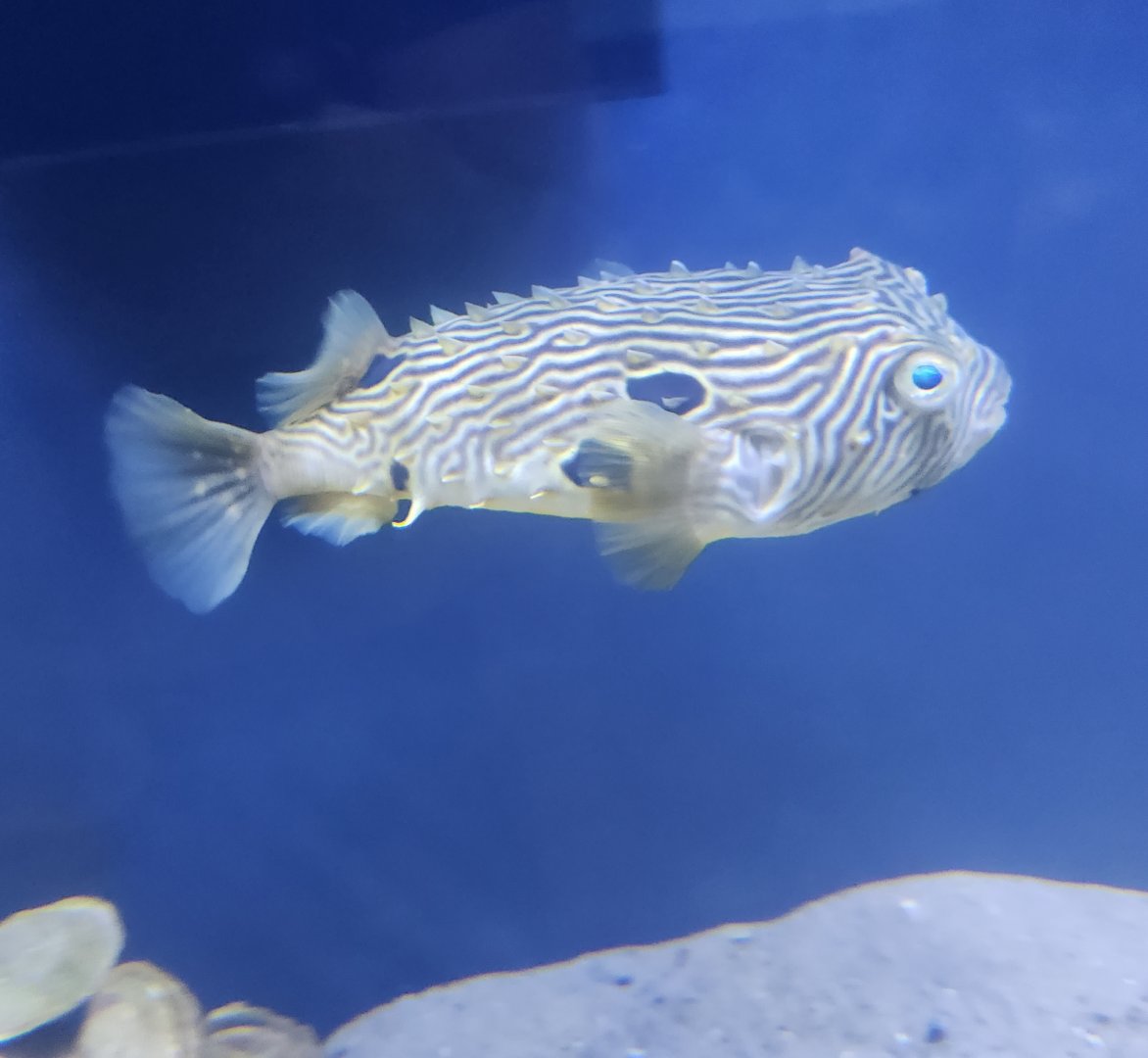 Glen Echo Park Aquarium - Striped Burrfish