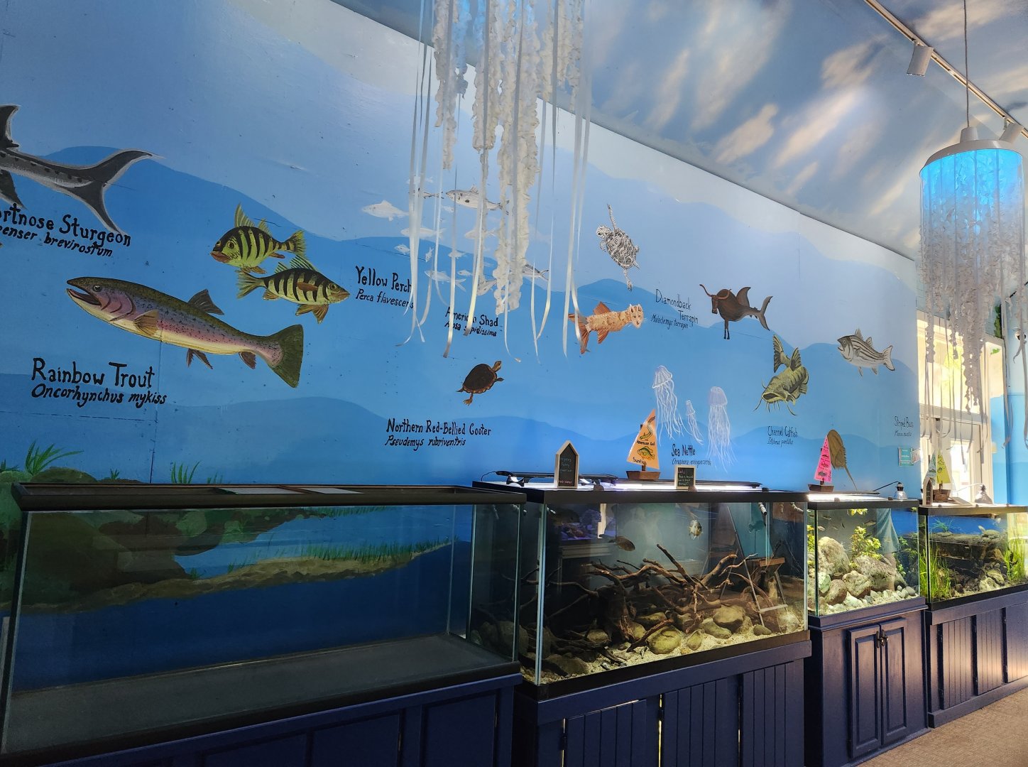 Glen Echo Park Aquarium - Tanks + weird wall art