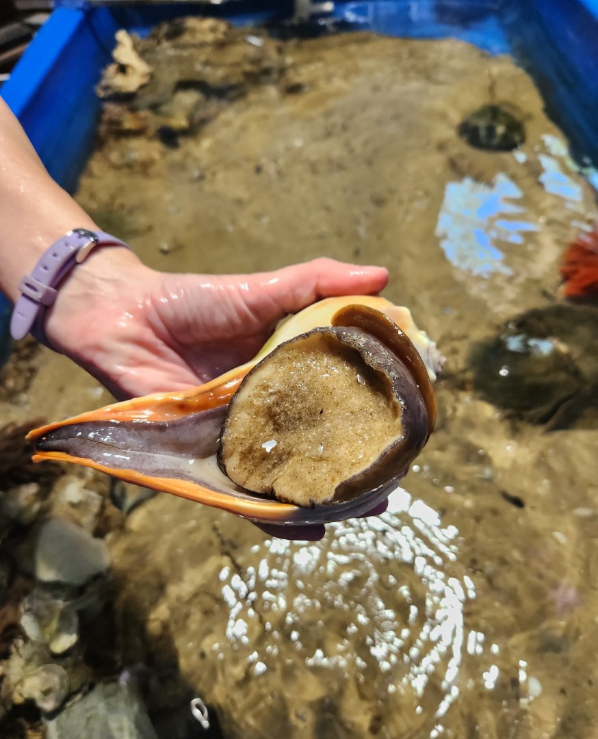 Glen Echo Park Aquarium - Whelk (touch tank)