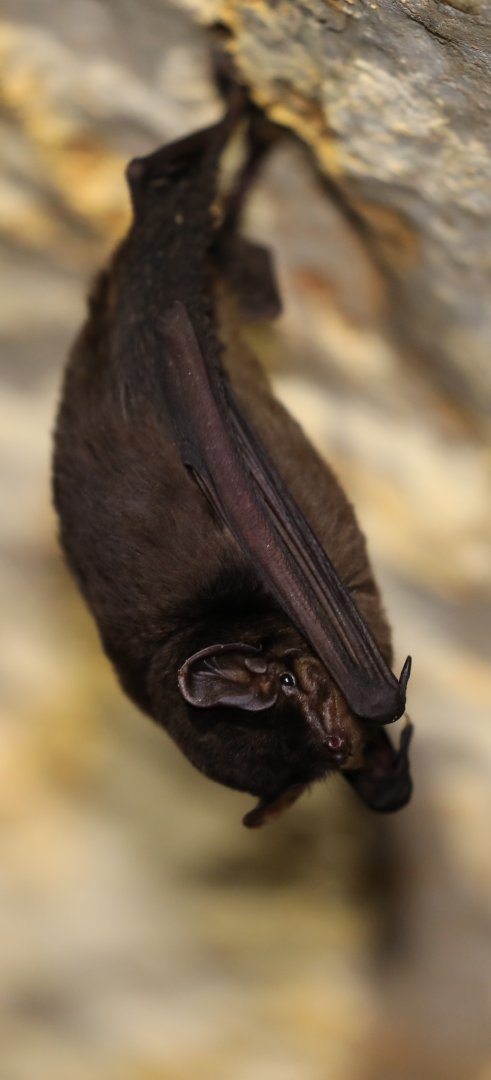 Glen's long-fingered bat (Miniopterus gleni)