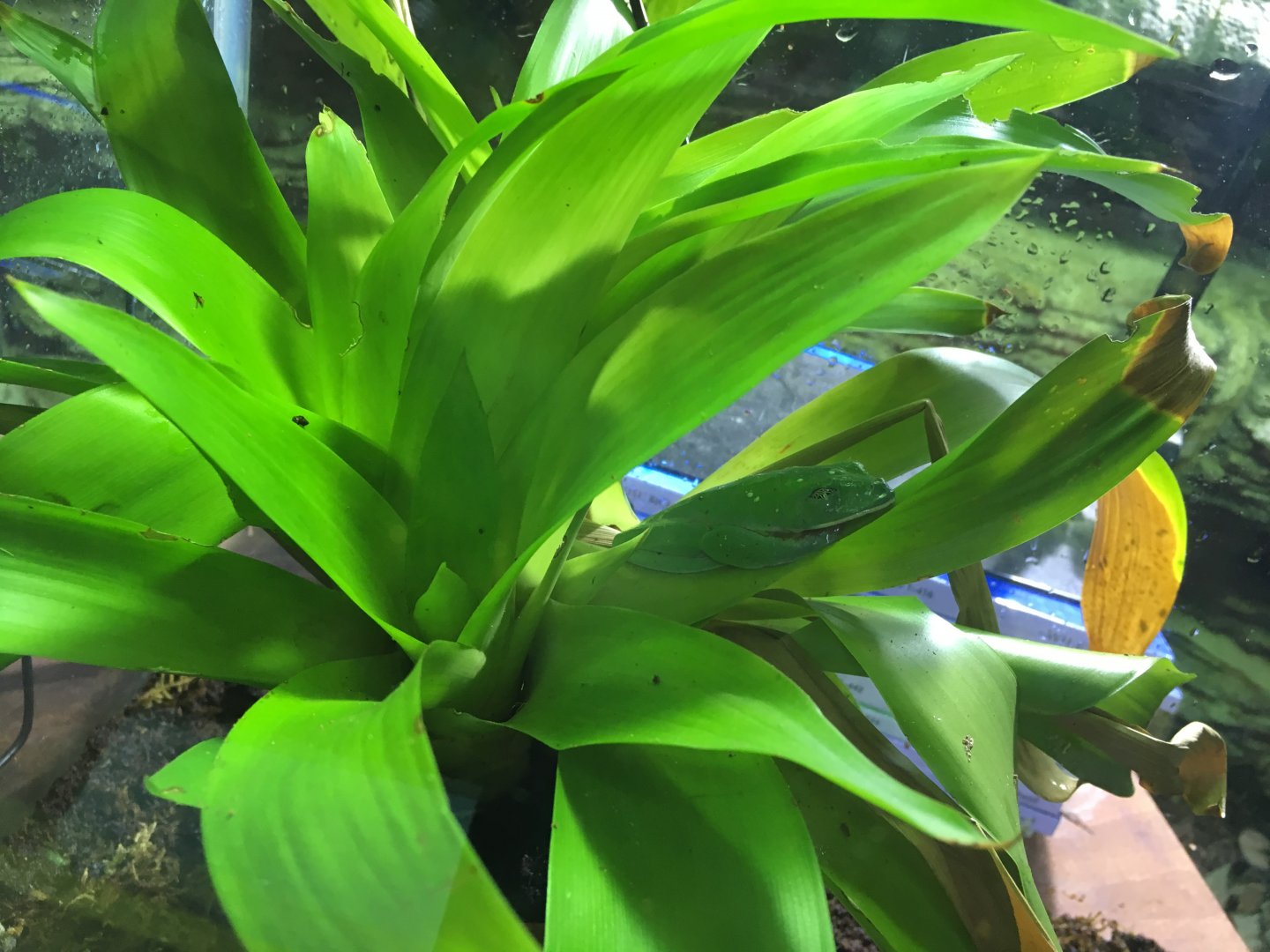 Gliding tree frog 030817