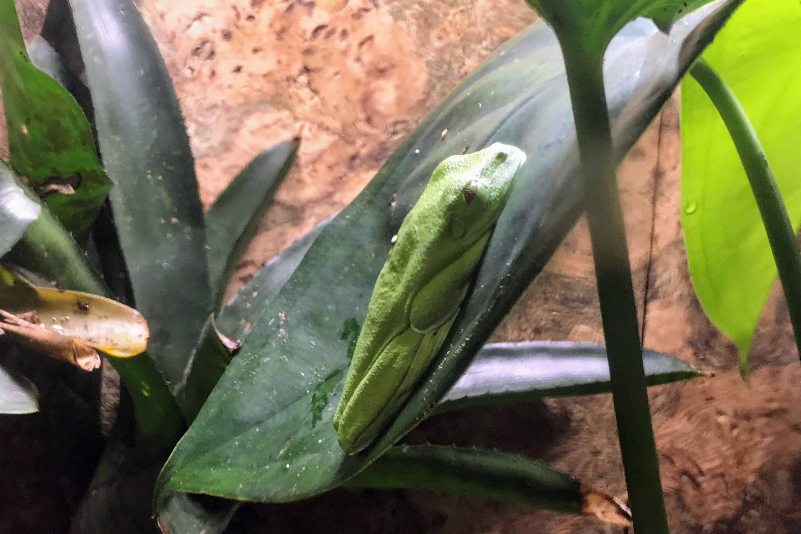 Gliding Tree Frog