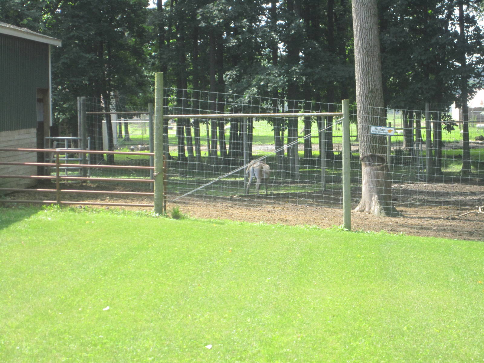 Glimpse of the Kulan Paddock