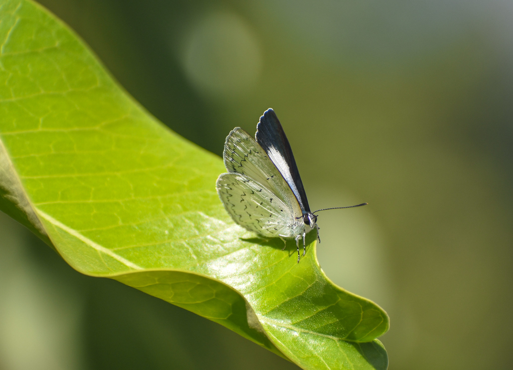 Glistening Pencil-Blue, Eirmocides absimilis