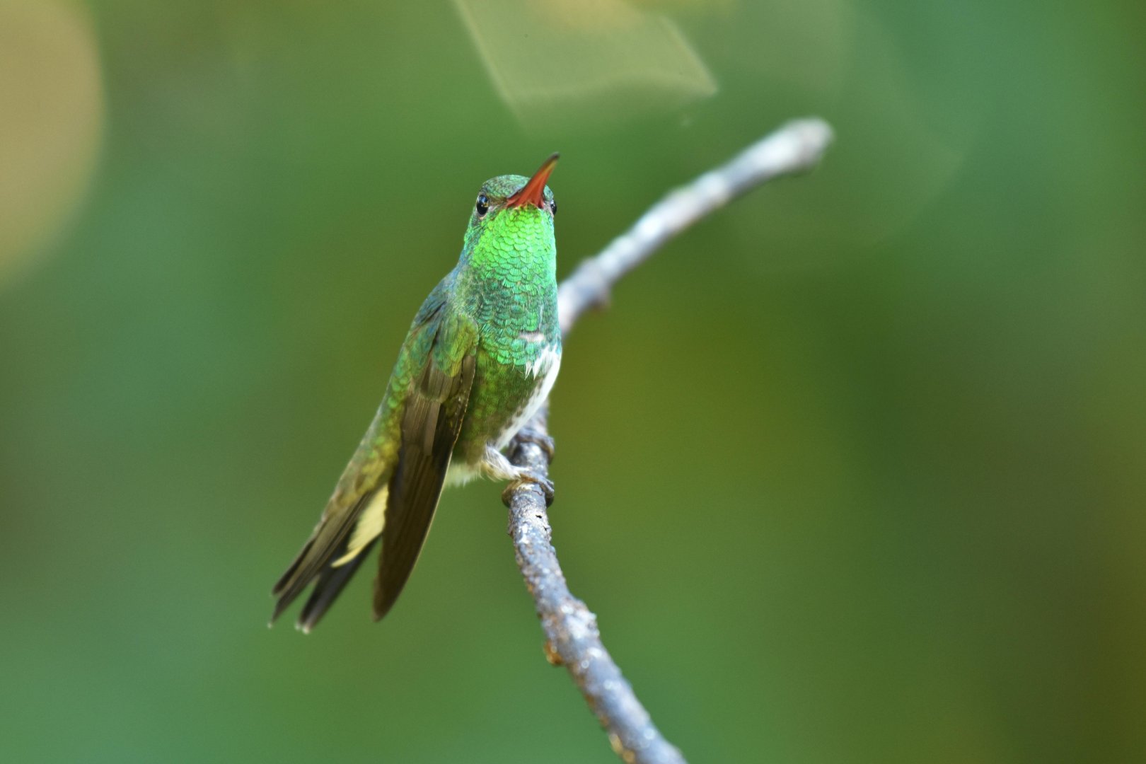 Glittering-bellied Emerald (Chlorostilbon lucidus)