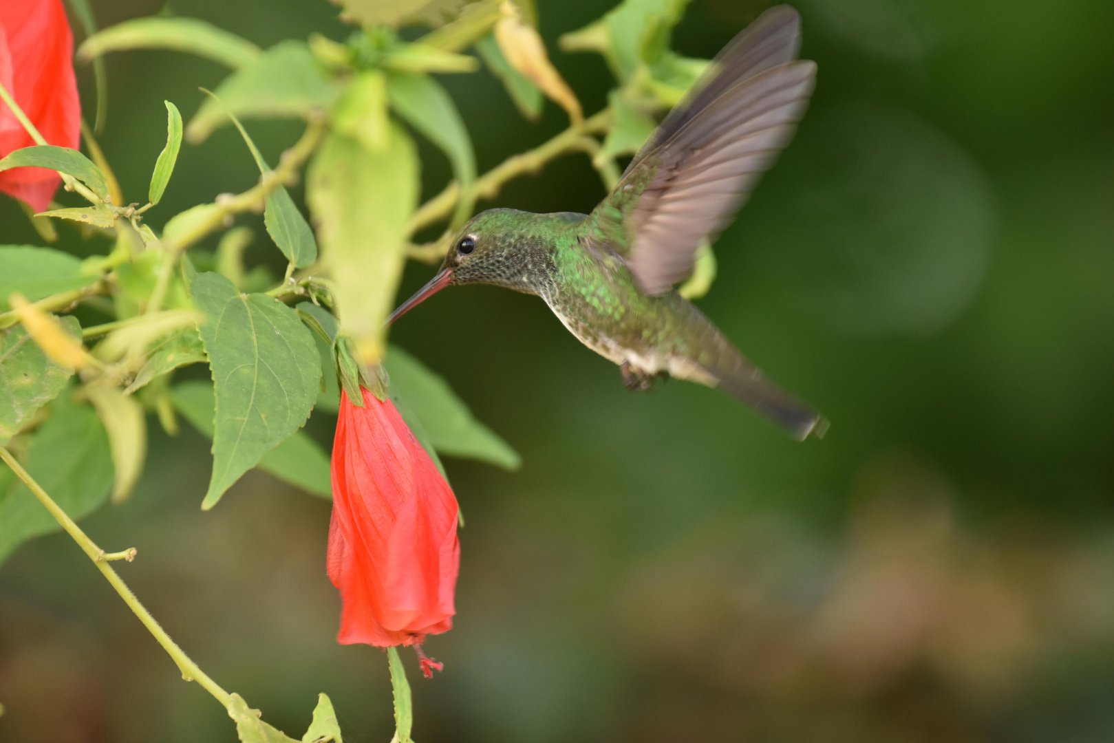 Glittering-throated Emerald (Chionomesa fimbriata)