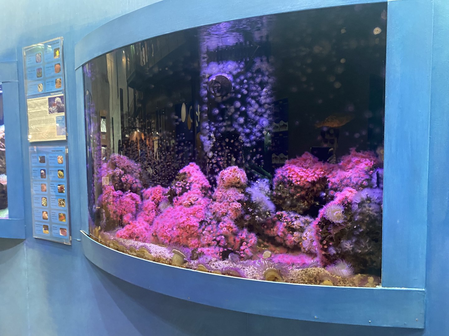 Global Connections - Coral Reef Tank #1