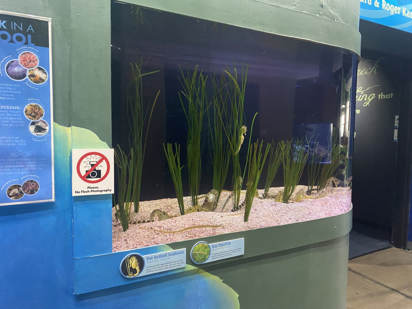 Global Connections - Potbelly Seahorse/Bay Pipefish Tank