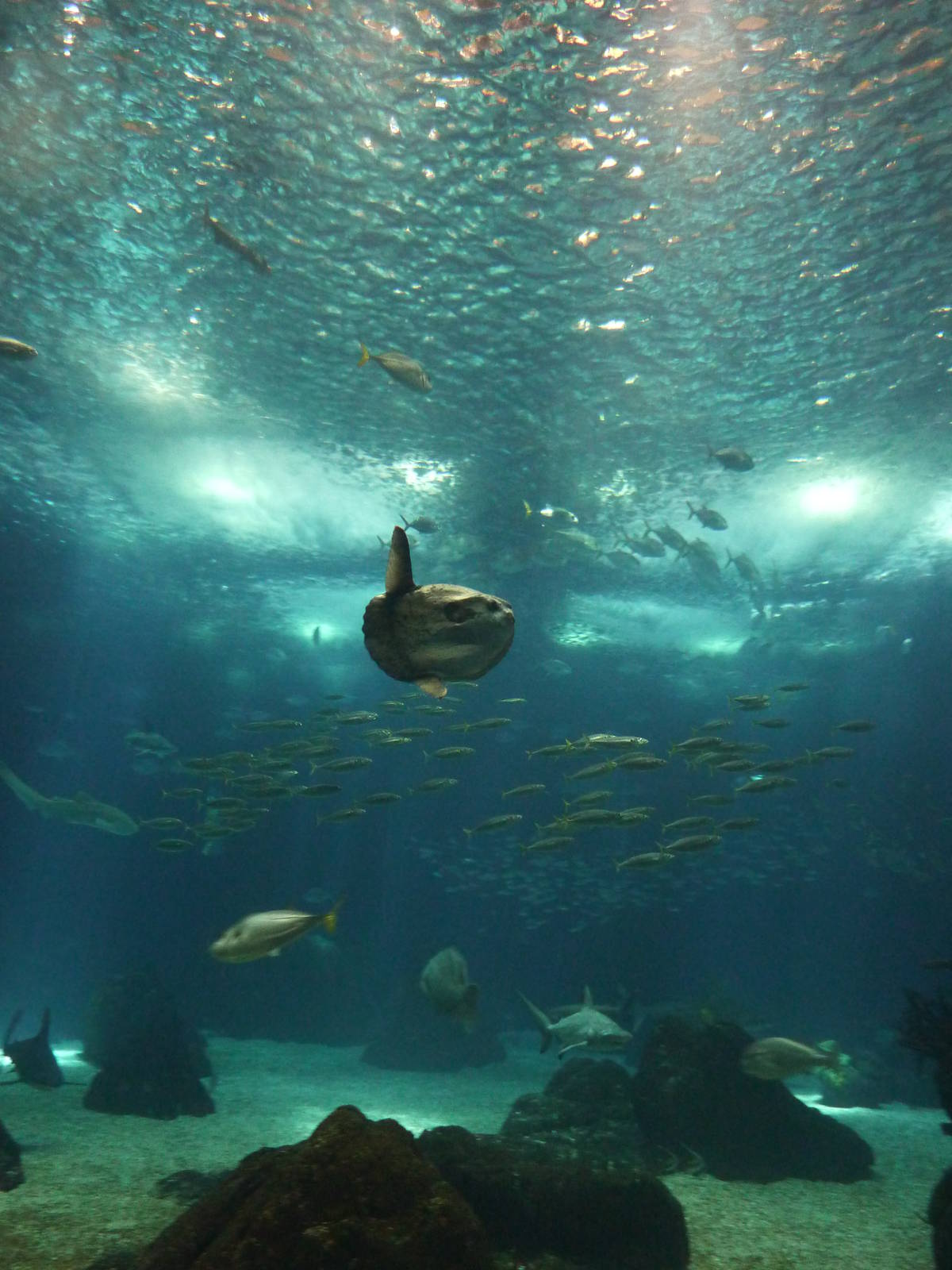 Global Ocean with sunfish