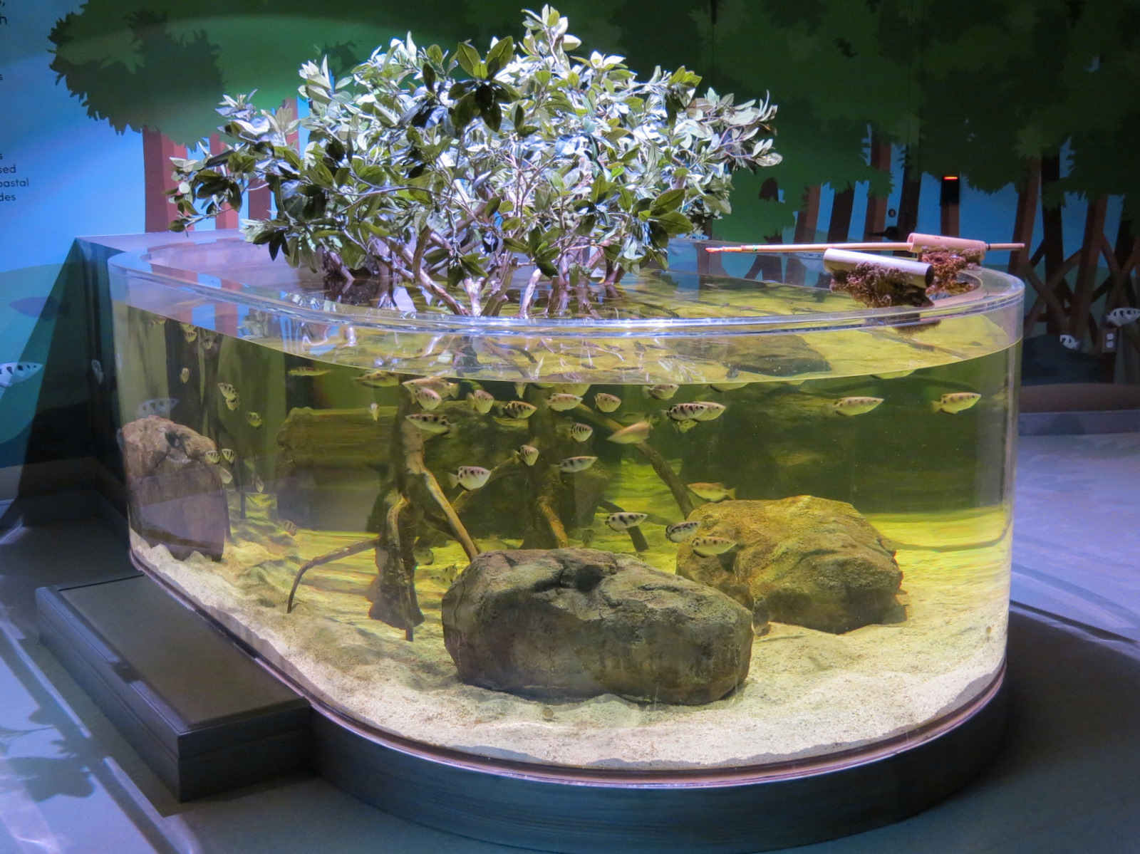 Global Rivers - Archerfish Exhibit