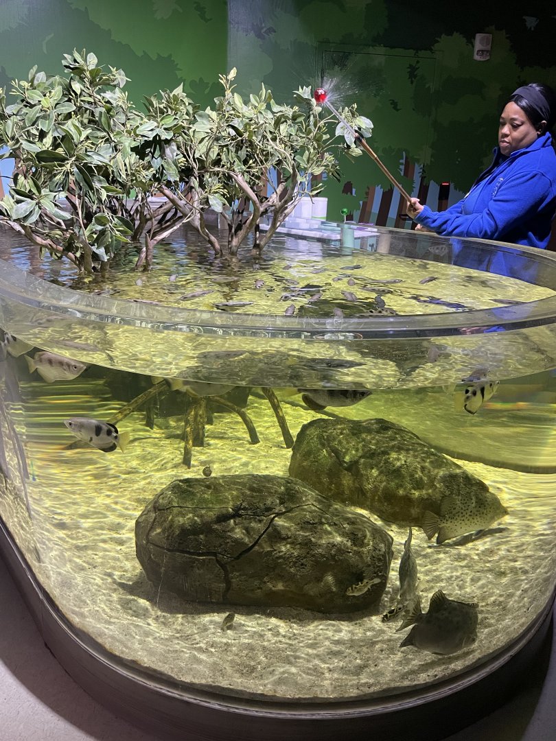 Global Rivers- Banded Archerfish Tank