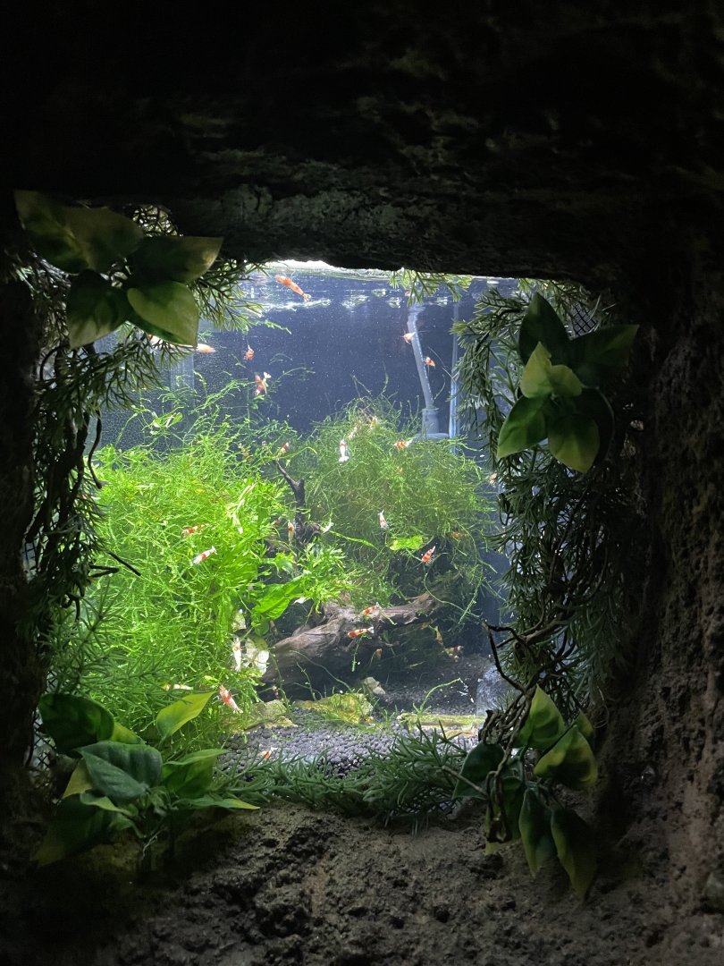 Global Rivers- Crystal Red Shrimp Tank