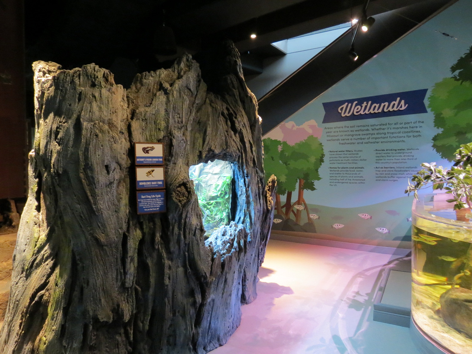 Global Rivers - Dart Frog Exhibit