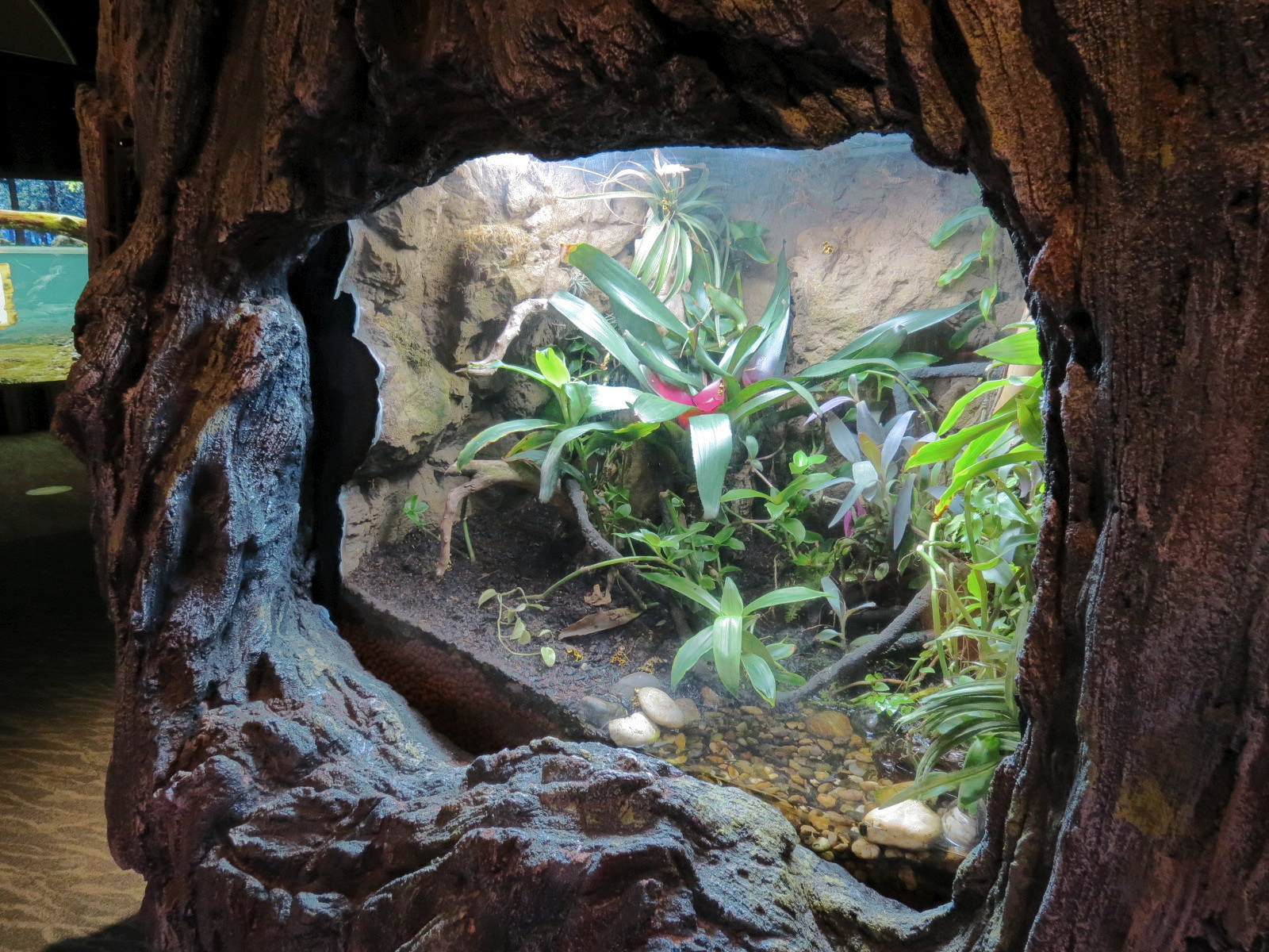 Global Rivers - Dart Frog Exhibit