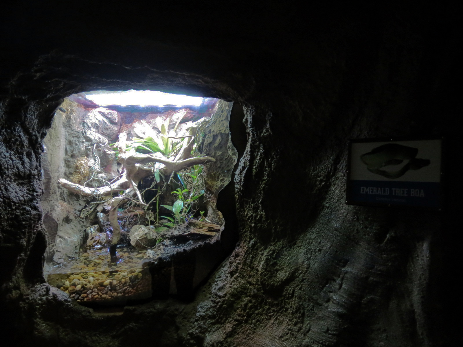 Global Rivers - Emerald Tree Boa Exhibit