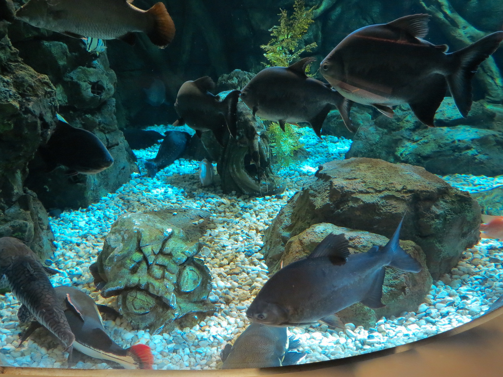 Global Rivers - Mixed Species Exhibit