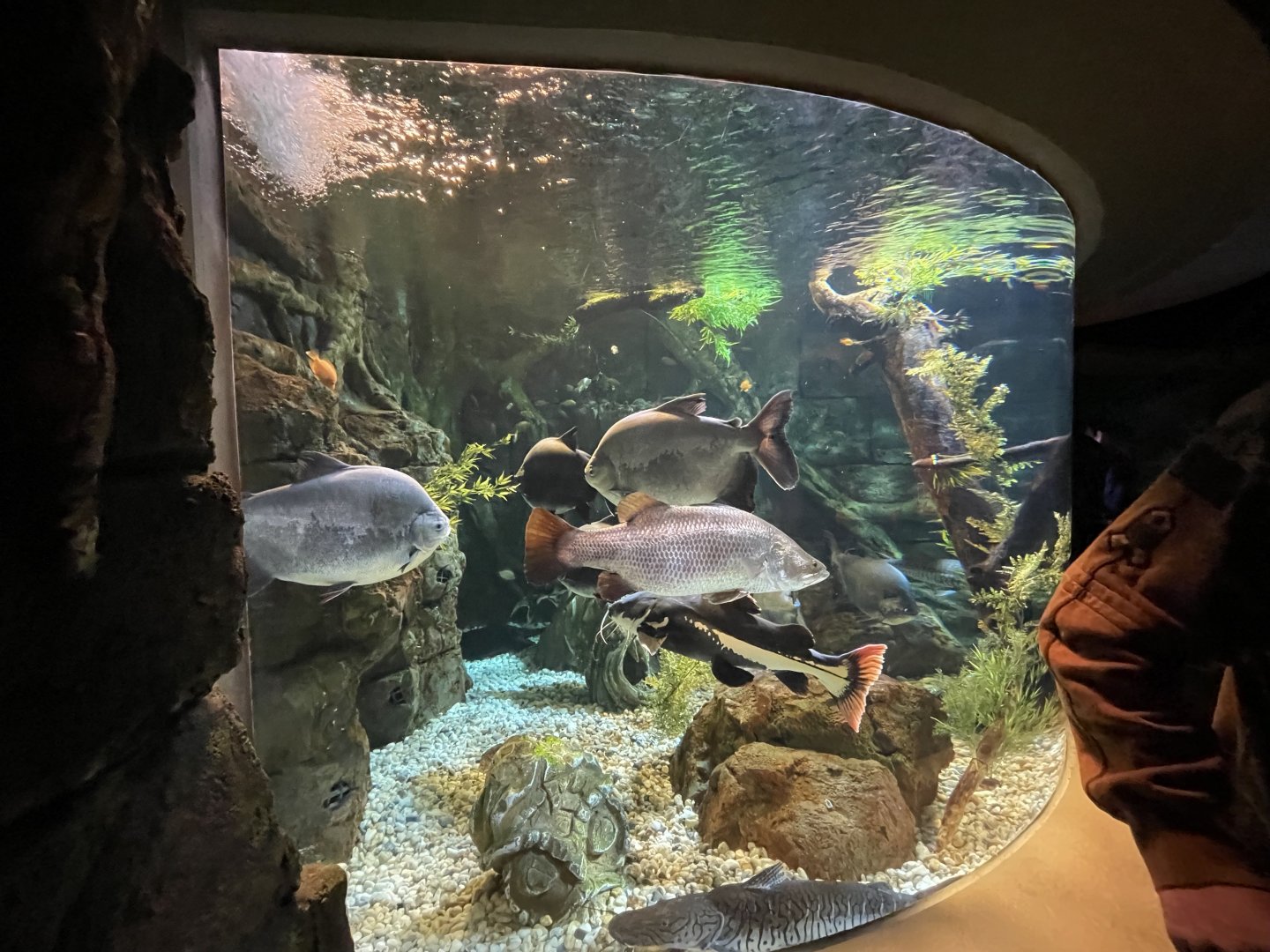 Global Rivers- Mixed-Species Tank