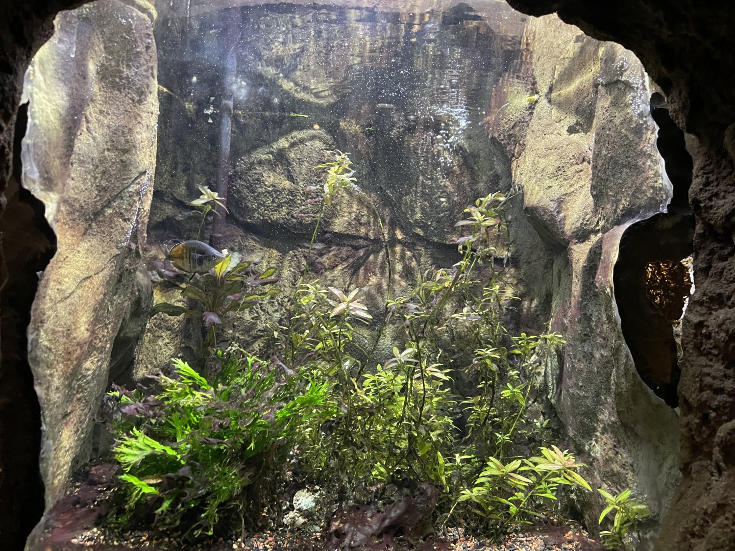 Global Rivers- Rainbowfish Tank