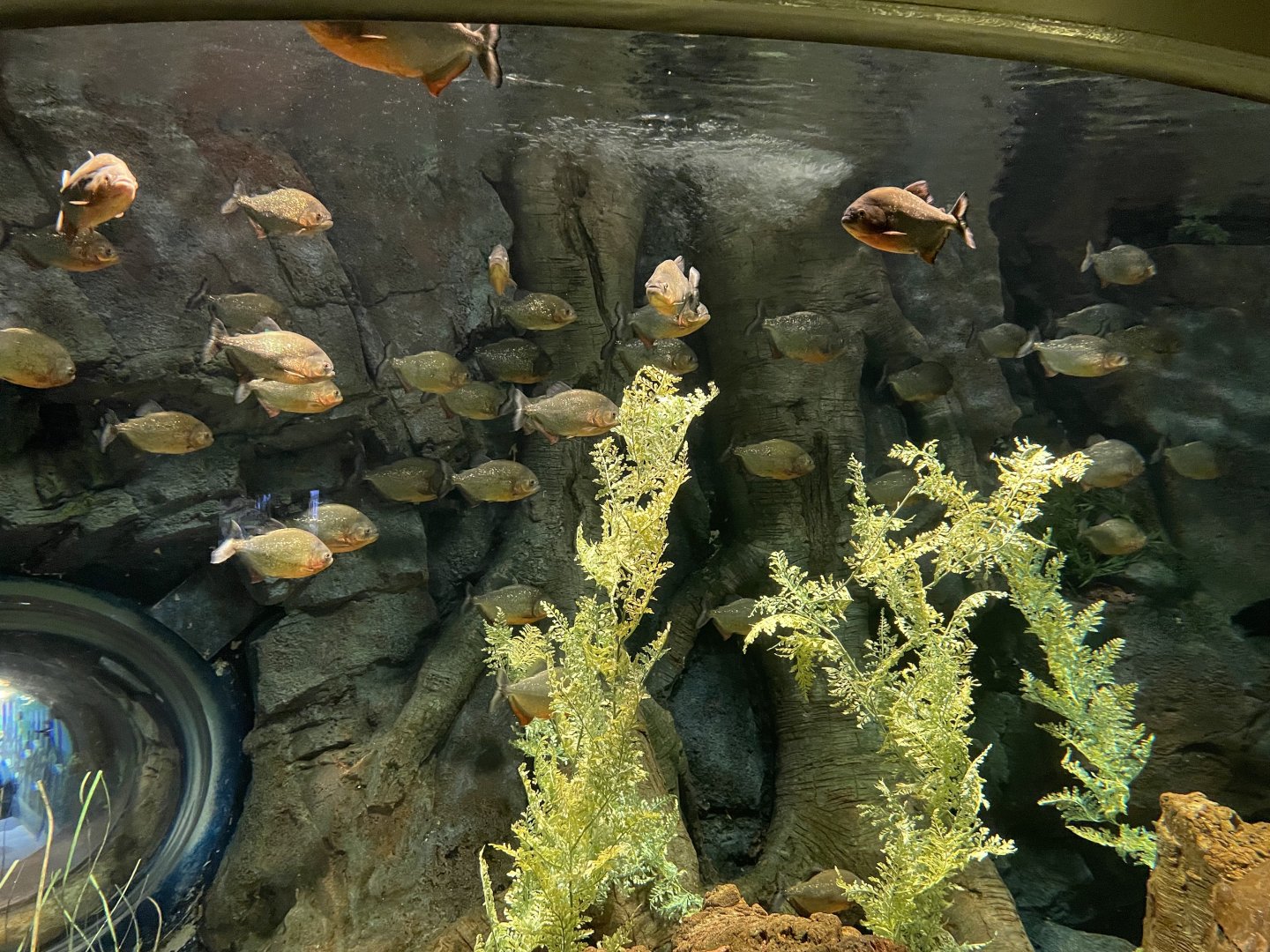 Global Rivers- Red-bellied Piranha Tank