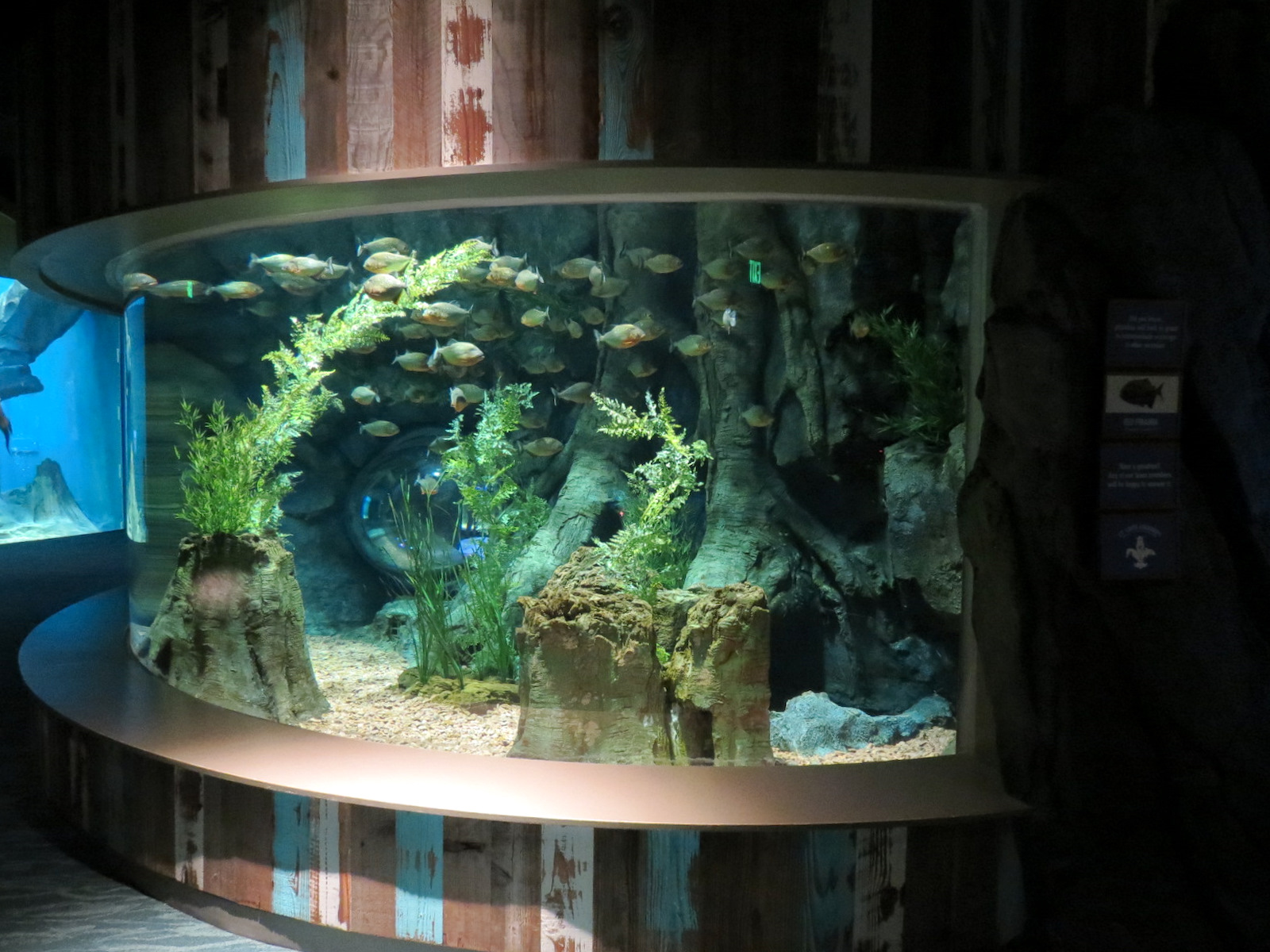 Global Rivers - Red Piranha Exhibit