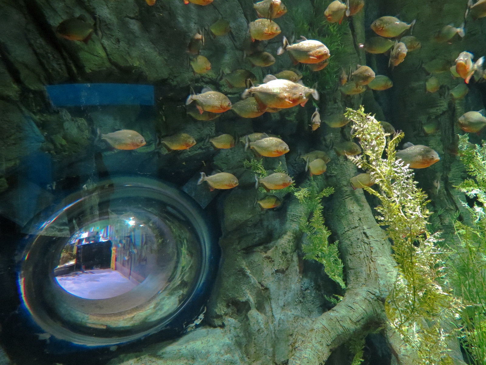 Global Rivers - Red Piranha Exhibit