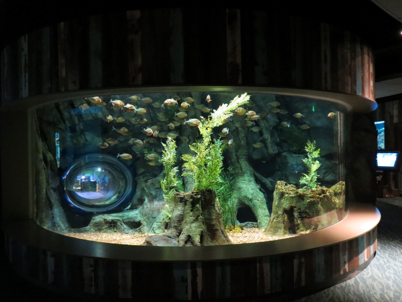 Global Rivers - Red Piranha Exhibit