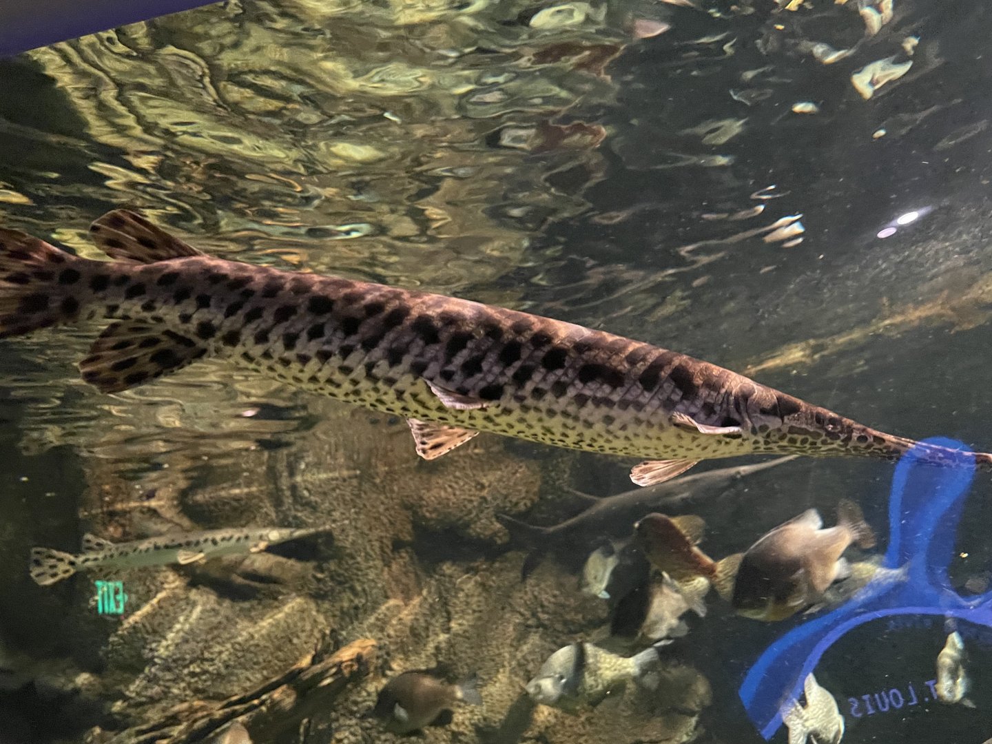 Global Rivers- Slender Gar Spp.