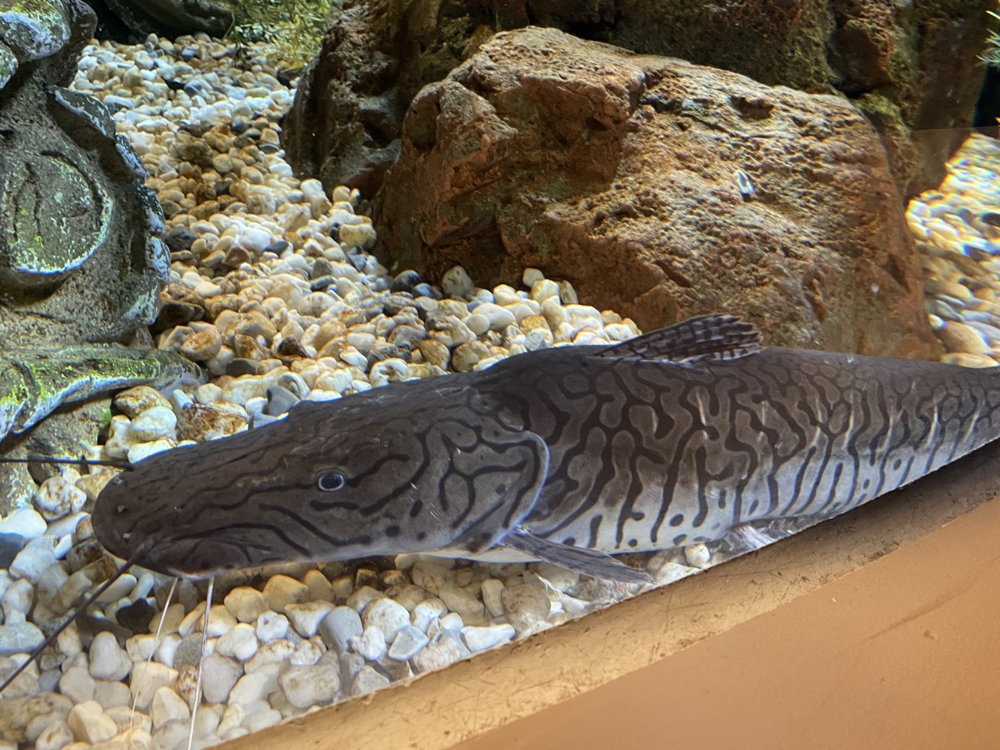 Global Rivers- Sorubrim Spp.