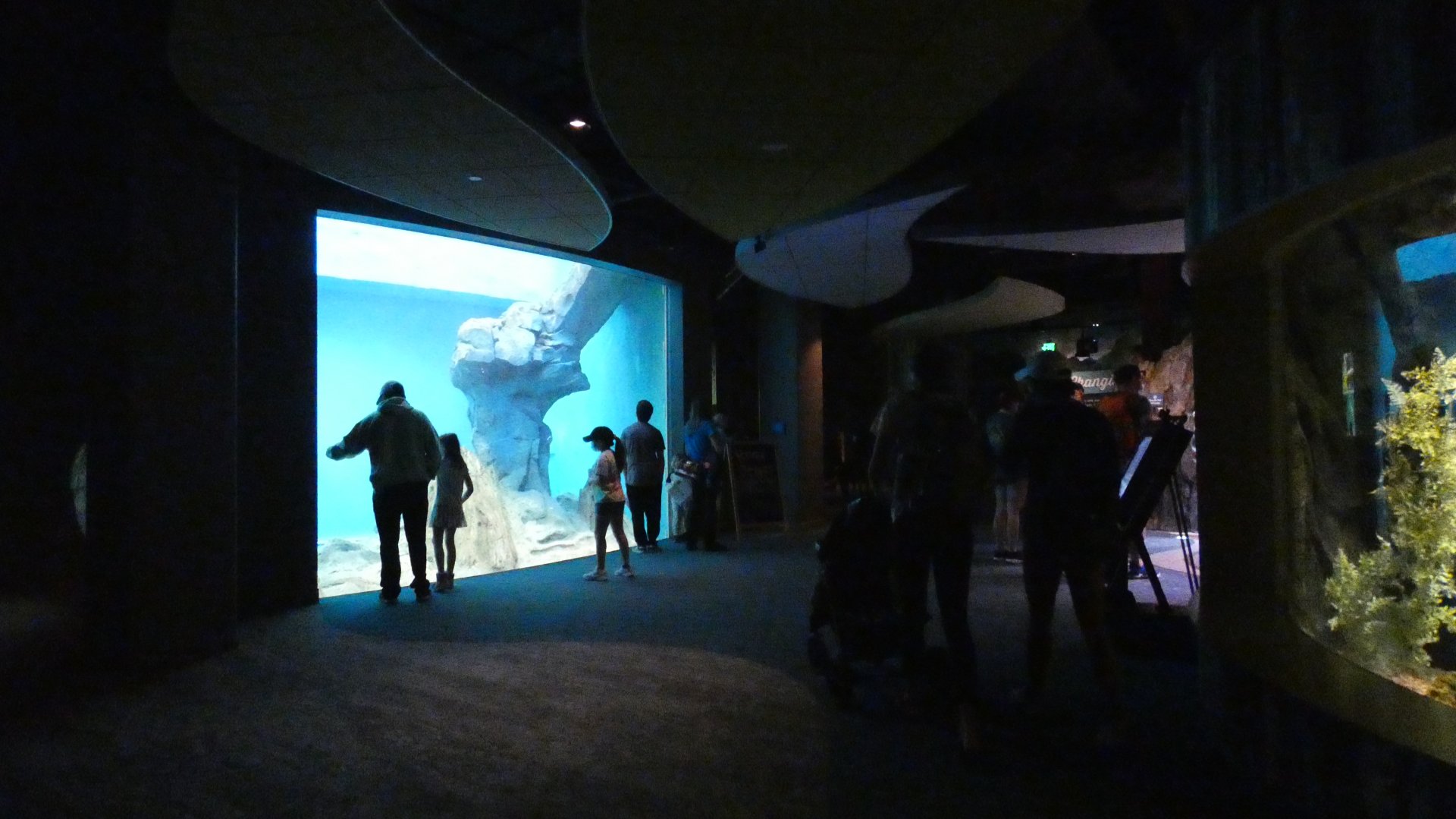 Global Rivers + Underwater North American River Otter Viewing - Mar. 2022