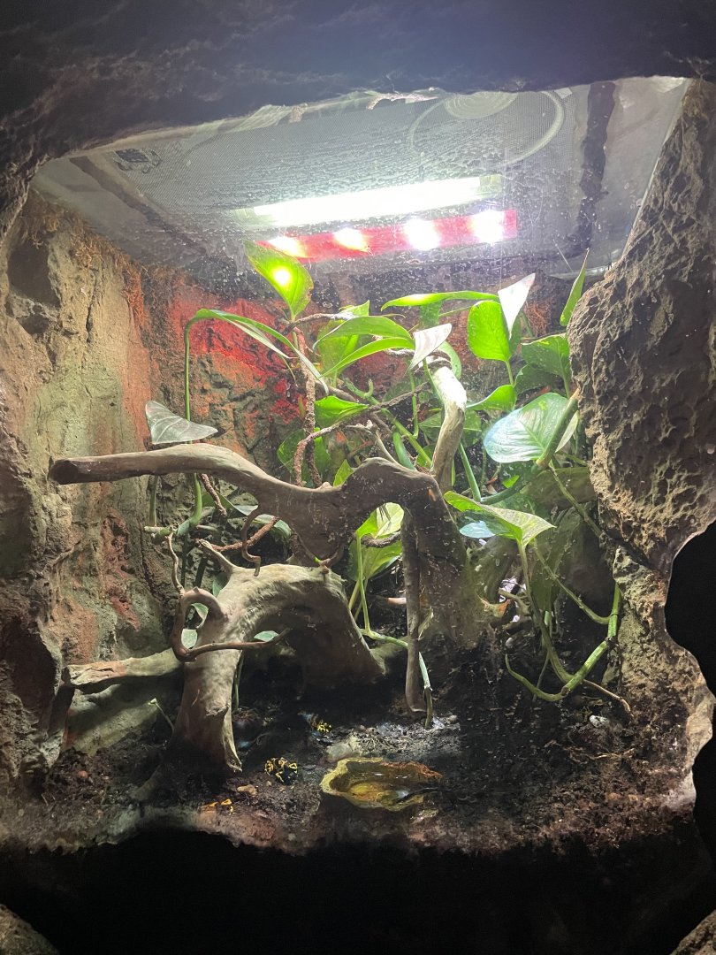 Global Rivers- Yellow-headed Poison Dart Frog Exhibit