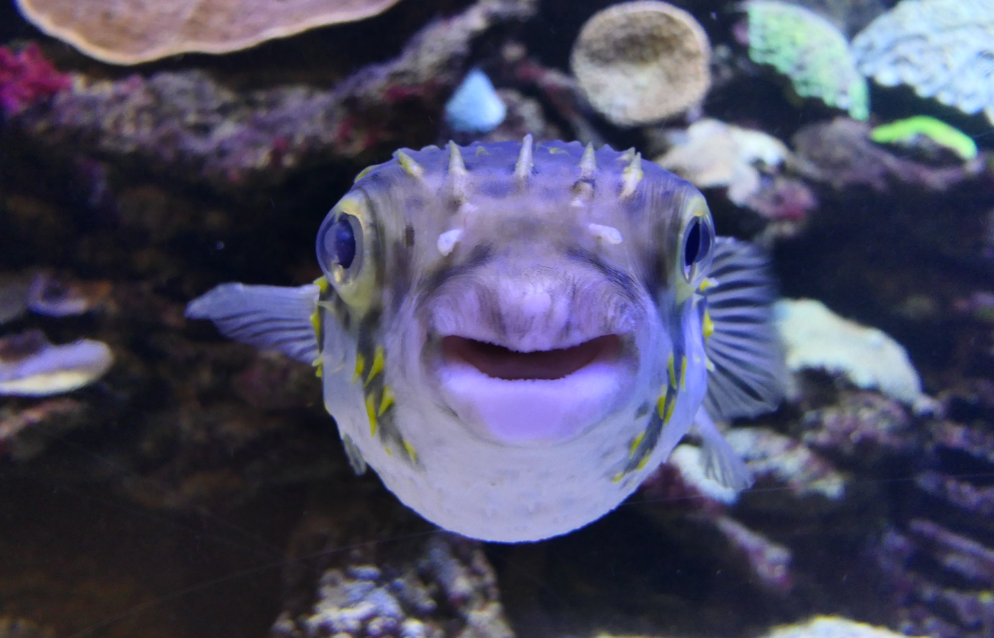 Globefish (Diodon nicthemerus) - Dolphin Discovery Centre, Bunbury